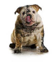 Do it yourself home improvement and diy repair at doityourself.com. The Dog Spaw Grooming Do It Yourself Dog Wash