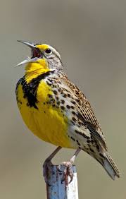 Bird With Yellow Breast With Black Stripe Western Meadowlark Bird Beautiful Birds Birds Pet Birds