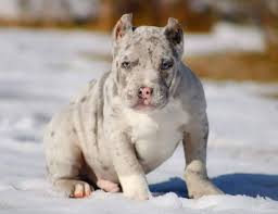 Available shipping within usa and canada. Merle Pitbull Puppies For Xxl Pitbull Puppies For Sale Facebook