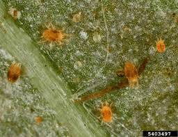 Image result for spotted spider mite