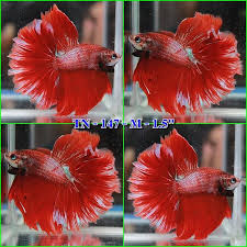 Our bettas are hand selected from the best farms in thailand. Types Of Betta Fish Fin Types Scale Types Colors More