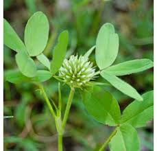 Image result for Trifolium squarrosum