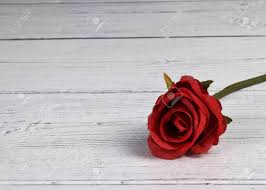 Sorry for any mistakes please subscribe me! Single Red Rose On A White Back Ground Stock Photo Picture And Royalty Free Image Image 115342845