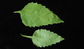 Image result for Calostephane divaricata