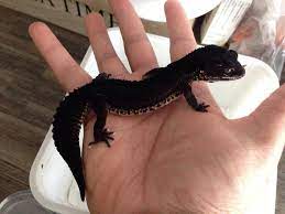 Black Knight Gecko Cute Reptiles Reptiles Pet Leopard Gecko