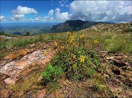 Image result for Aloe inyangensis