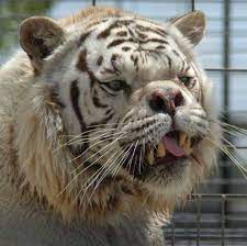 Say Hello To Kenny The Inbred White Tiger With Down Syndrome Deformed Animals Albino Animals White Tiger