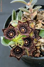Image result for Ceropegia buchananii