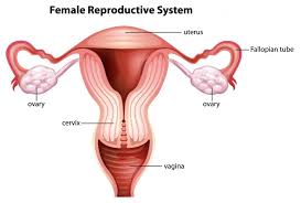 We did not find results for: Natural Remedy For Blocked Fallopian Tubes