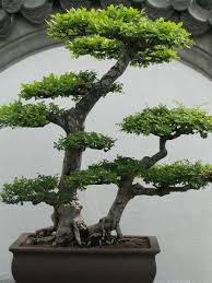 We did not find results for: Hd Wallpaper Green Bonsai Plant Bonsai Tree Small Leaves Potted Plant Wallpaper Flare