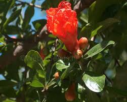 Image result for Punica