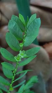 Image result for Phyllanthus nyikae