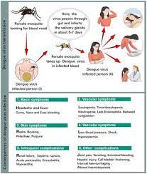 If you have flower pots, make sure you clean out the stagnant water and refill with fresh water every day. Dengue Virus Infection List Of Frontiers Open Access Articles