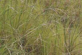 Image result for Schoenoplectiella senegalensis