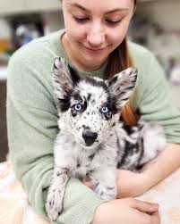 Torrey Pines Animal Hospital (@torreypinesanimalhospital) • Instagram  photos and videos