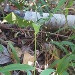 Image result for Urochloa deflexa