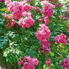 Rosier Grimpant American Pillar Rosier Liane Rosier Rosier Grimpant