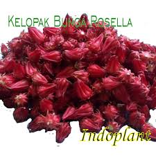 Kandungan gizi bunga rosella merah bersiarnya kabar bahwa rosella sangat berguna untuk kesehatan menimbulkan. Simplisia Kering Rosella 250 G Kelopak Bunga Rosela Teh Herbal Antioksidan Shopee Indonesia
