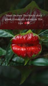 Image result for Psychotria auxopoda