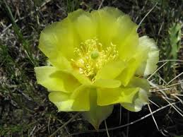 The plant also grows temporary roots when the ground becomes damp with the goal for absorbing plenty of water during the rains. Plains Prickly Pear Cactus Picture Of Castle Trail Badlands National Park Tripadvisor
