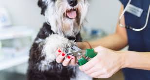 I have seen dogs who had to have their nail amputated after splitting due to being too long. How To Trim Your Dog S Nails In 6 Easy Steps Petcoach