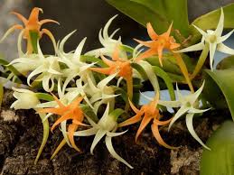 Image result for Cyrtorchis arcuata