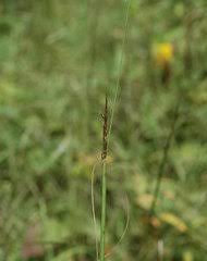 Image result for Pseudobromus engleri