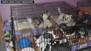 The puppy mill rescue team consists mainly of rescues in new york, pennsylvania, and ohio. More Than 130 Animals Rescued From Illegal Puppy Mill In New Jersey Officials Say Cbs New York