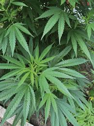 Image result for Cannabis sativa