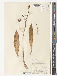 Image result for Polystachya odorata