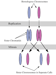 Check spelling or type a new query. Sister Chromatids Wikipedia