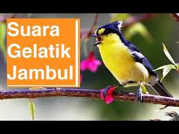 Pin Em Bird Sounds Kumpulan Suara Burung