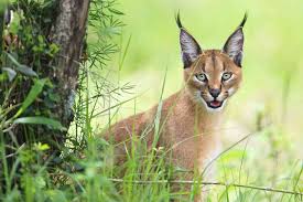 Here is the list of top 10 biggest cats in the world Forgotten Felines The Seven Small Cats Of Africa