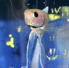 Changing Color Around Betta S Gills Fish Care