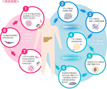 マラリア | 顧みられない熱帯病と三大感染症について | エーザイ株式会社