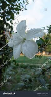 Image result for Hibiscus aponeurus