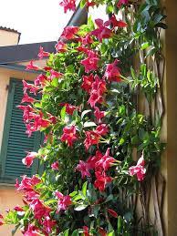 Red Dipladenia Scaling A Wall Plants Climbing Flowers Planting Flowers