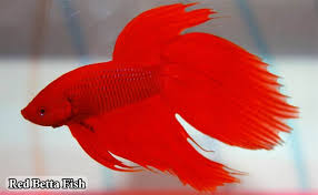The fish once caught, new bait will hardly bite. Ultimate List 1300 Betta Fish Names By Type Colors Gender