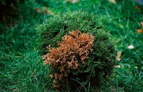 Image result for kabatina thujae