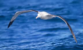 Predators include dolphins, tuna, marlin, birds, squid, and porpoises. Largest Living Flying Birds By Wingspan Wikipedia