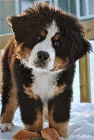see more bernese mountain dog puppy http cutepuppyanddog blogspot com bernese dag kopegi yavru kopek sevimli kopek yavrulari