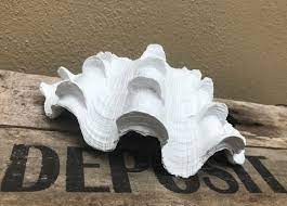 We did not find results for: Resin Clam Shell In White Dorset