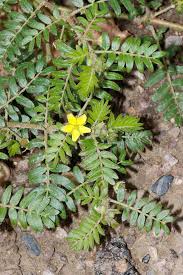 Image result for Tribulus zeyheri