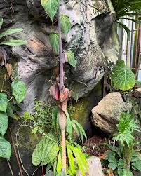 Image result for Bulbostylis macra