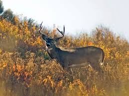 deer hunting forecast 2018 outdoor life