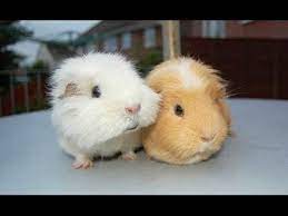 We have many guinea pigs. Guinea Pigs A Funny And Cute Guinea Pig Videos Compilation New Hd Youtube