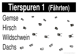 Tierspuren im schnee william schneebeli buch antiquarisch kaufen a02ggi8q01zz9 dieser naturführer zeigt erstmalig spuren in lebensgroßer abbildung von 65 tieren in feld, wald und wiese. Tierspuren Gratis Biologie Lernplakat Wissens Poster 8500 Kostenlose Lernhilfen Allgemeinbildung Ch