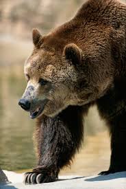 Grizzly Bears Moving Into Canada S Polar Bear Capital Dangerous Animals Animals Animal Photography