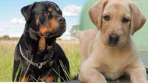 How much does a golden cost? Puppies In High Demand During Covid Times Many In Waiting List Even After Willing To Pay High Price Kerala General Kerala Kaumudi Online