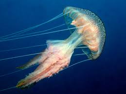 Supplied at 2.5cms in size, but will grow to 8.5cms+. Pelagia Noctiluca Purple Striped Jellyfish Atlantis Gozo